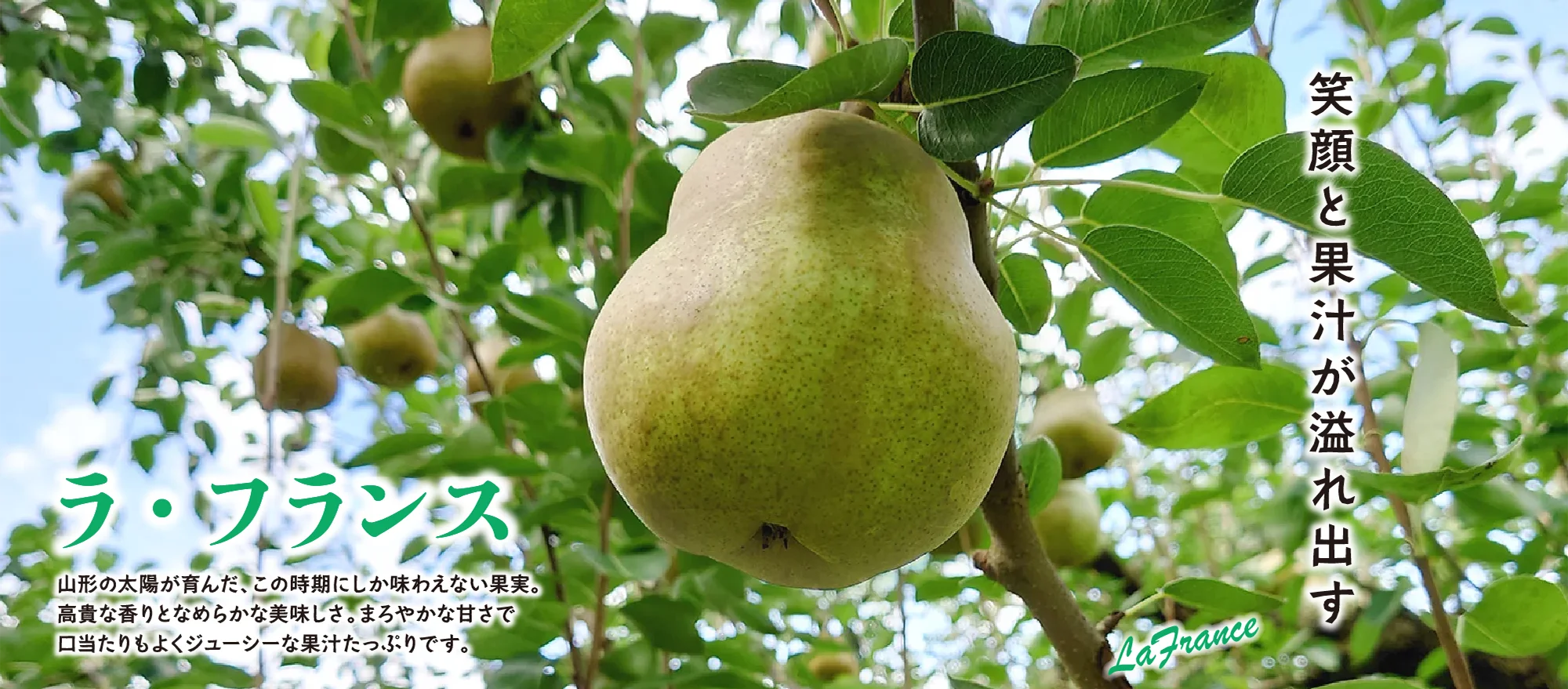 笑顔と果汁が溢れ出す、ラ・フランス